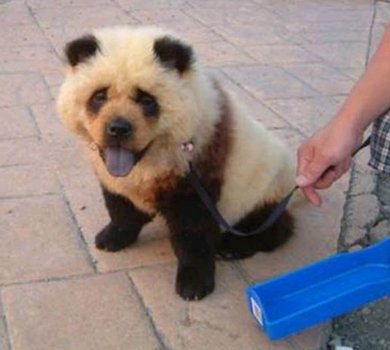 perro-panda